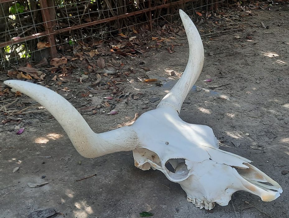 Crânio de vaca, verdadeiro, da Serra do Gerês.