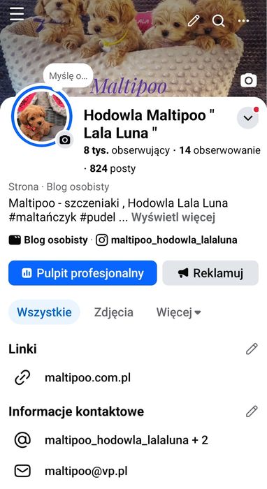Maltipoo Lala Luna F1