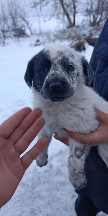 Oddam szczeniaki za darmo