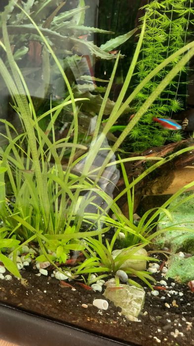 Planta aquario Sagittaria Subulata