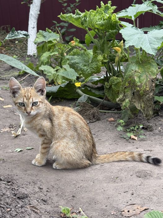 Котики шукають свою  домівку