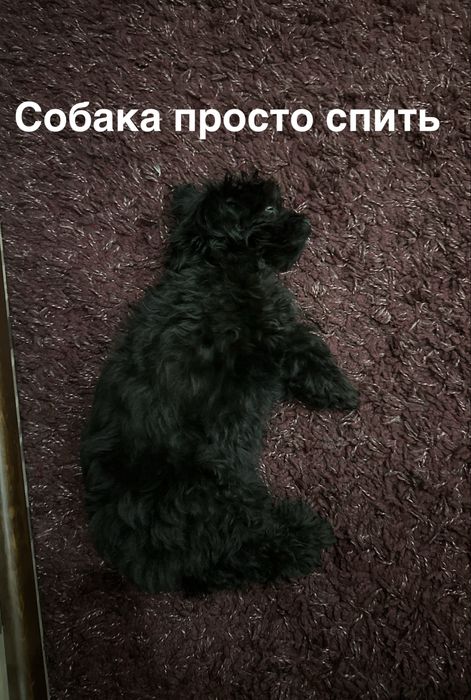 Одежа для маленьких собачок 2000 за все!!!