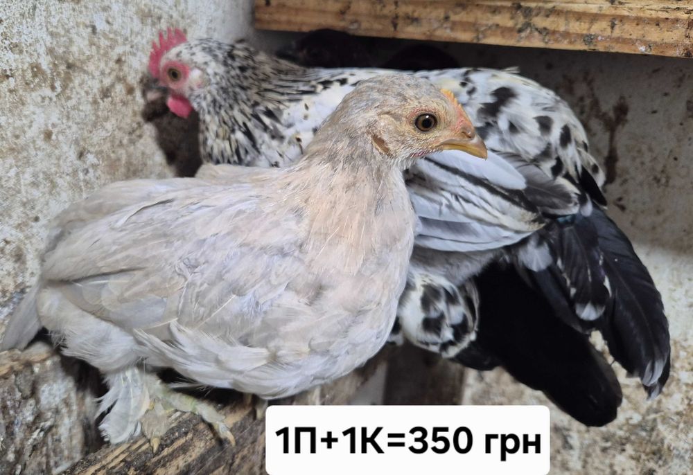 Курчата бентамки