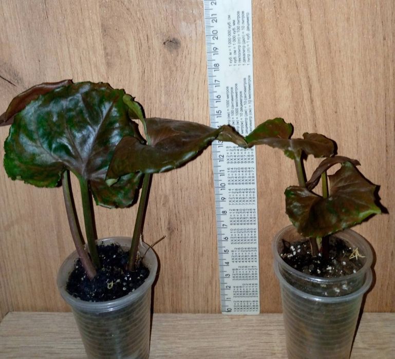 Полуничний Лід /Strawberry Ice/ Полунична крига