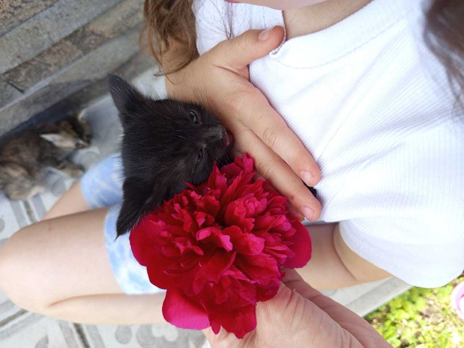 Кошенята шукають свій дім