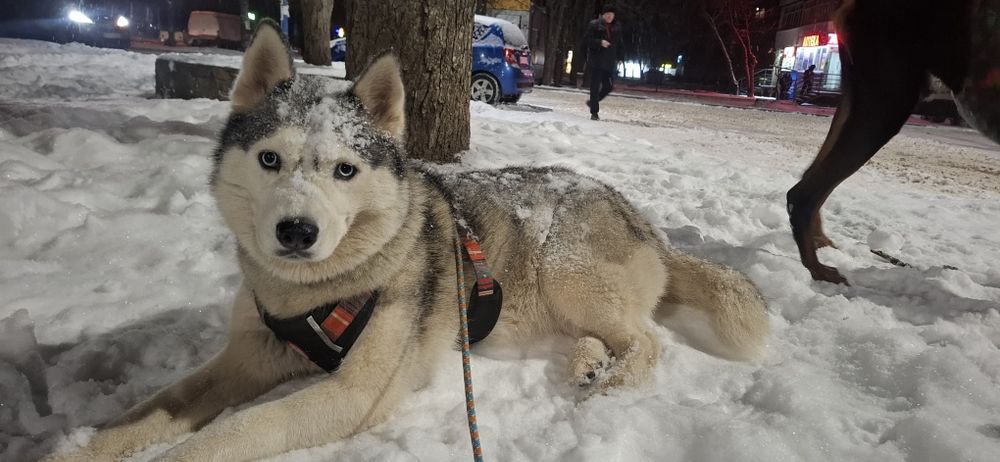 отдам хаски бесплатно