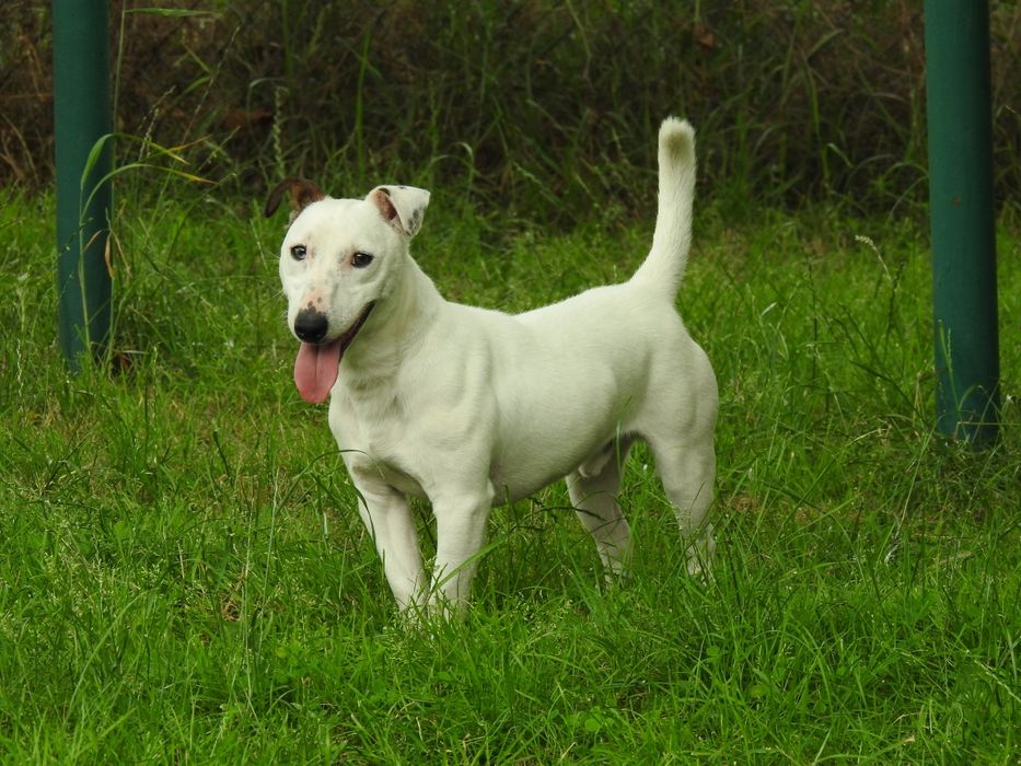 Śliczny pies Jack Russell Terrier!