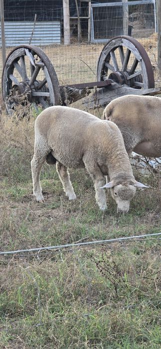 Borrego Ile de France cruzado com Merino