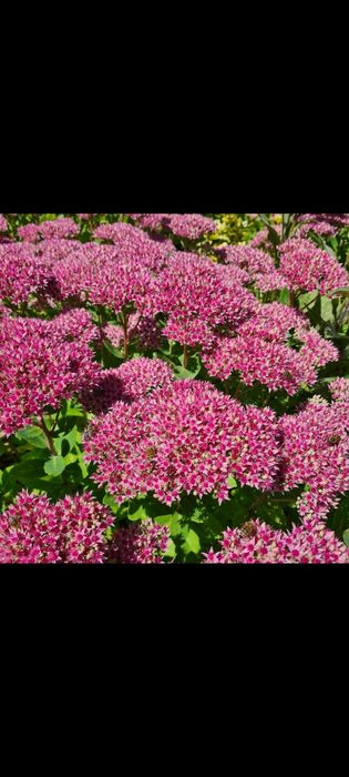 Rozchodnik okazały kwiaty byliny wieloletnie