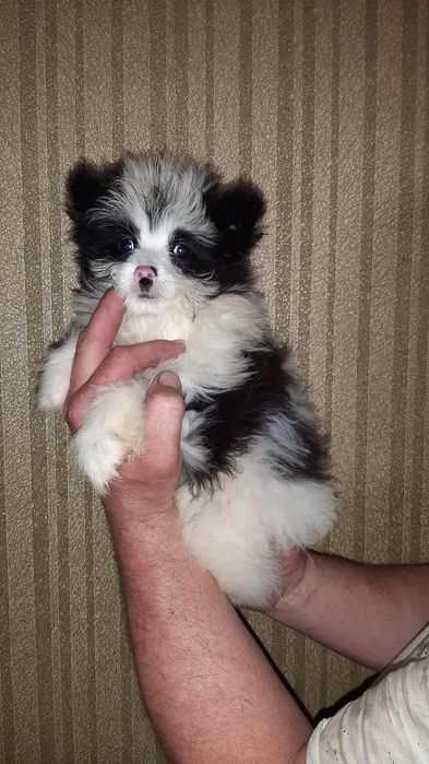 Помапу. Хлопчик.