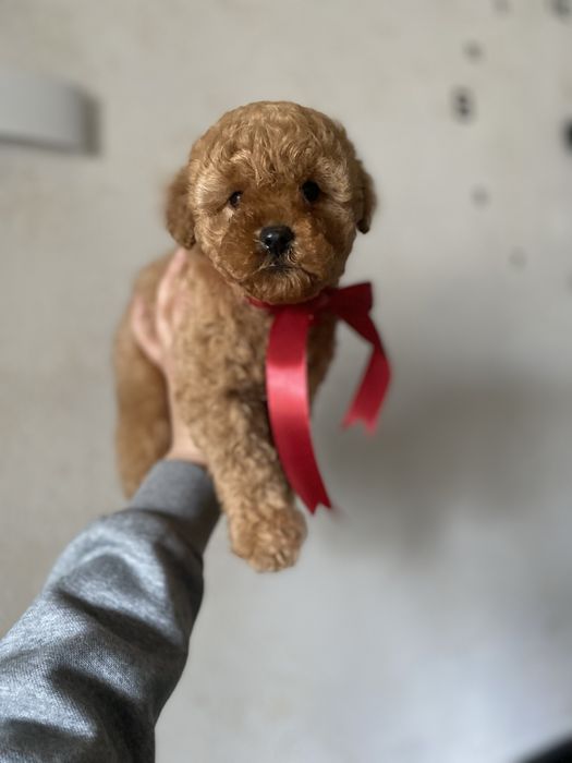 Мальтипу — стильный и нежный друг