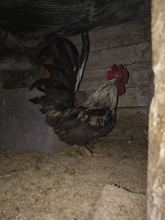 Liliputy  koguciki niebieski i pomarańcz
