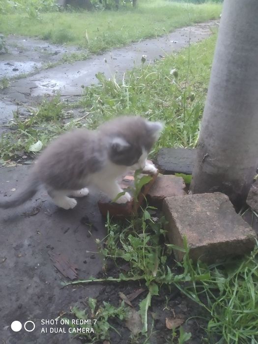 Котят от пуси  даром