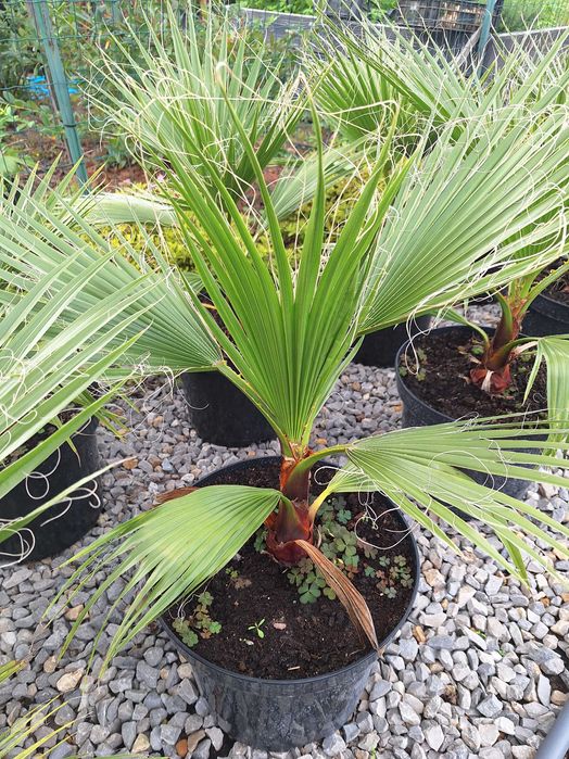 Palma washingtonia robusta waszyngtonia