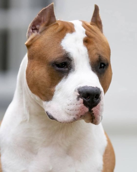 Amstaff ZKwP FCI szczenięta po championach