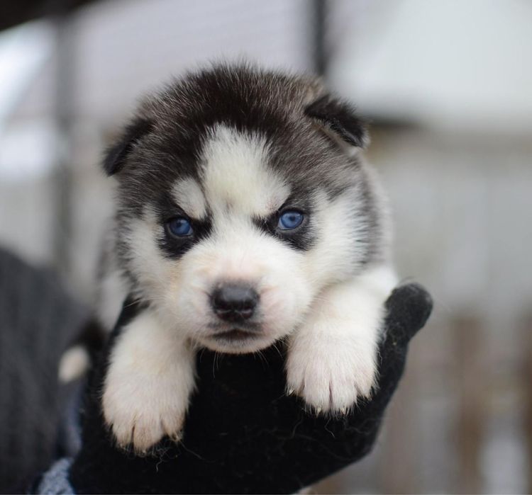 Блакитноокі Сибірські хаскі. Хлопчики та дівчатка. КСУ