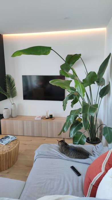 Strelitzia Nicolai  2.4 metros