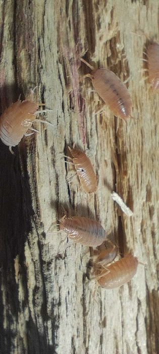 Isopods (Bicho-da-conta) 2/3