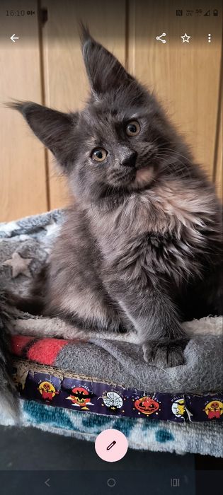 Kotka Maine coon do hodowli
