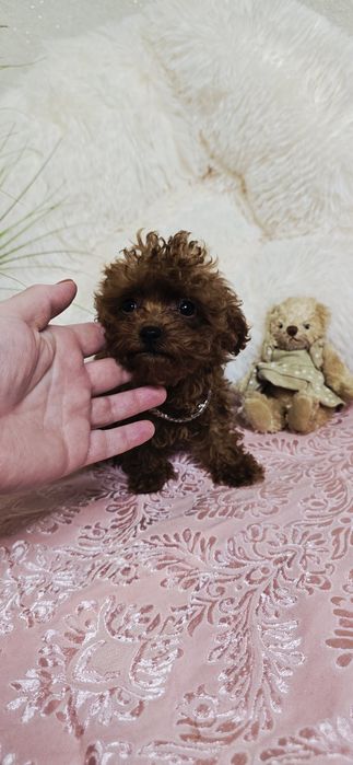 Pudel Toy maleńka sunia 3 miesięczna waga 900 dkg !