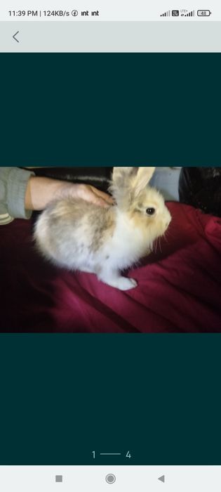 Miniaturki kroliczkow angora