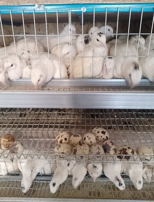 Всегда в наличии!!! Подрощеные и несушка (Техас)