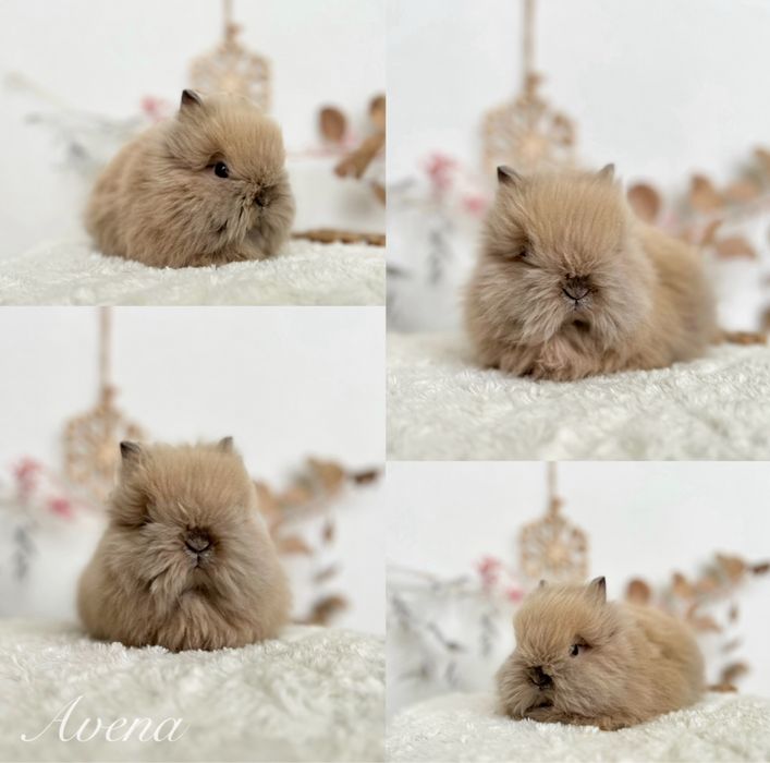 Mini kroliczki domowe Rasowe Karzełki Teddy oraz Mini lop