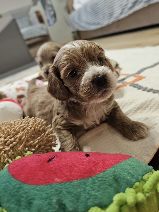 Cockapoo pieski szczeniaczki
