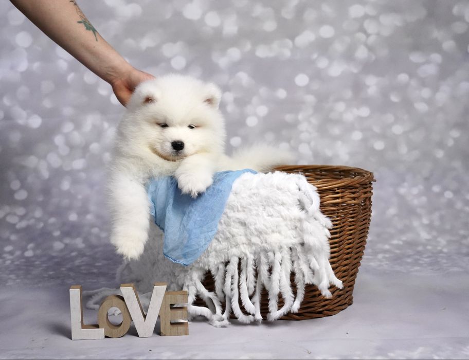 Samoyed suczka Zkwp/FCI  ODBIÓR JUŻ MOŻLIWY