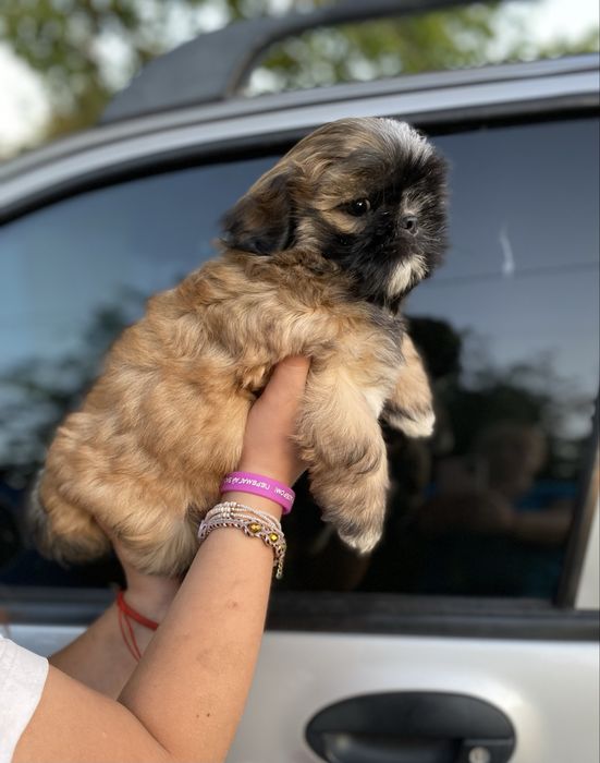 Шукаємо родину для шитцу