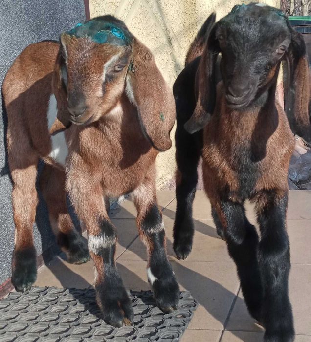 Козлик.кози.козенята.