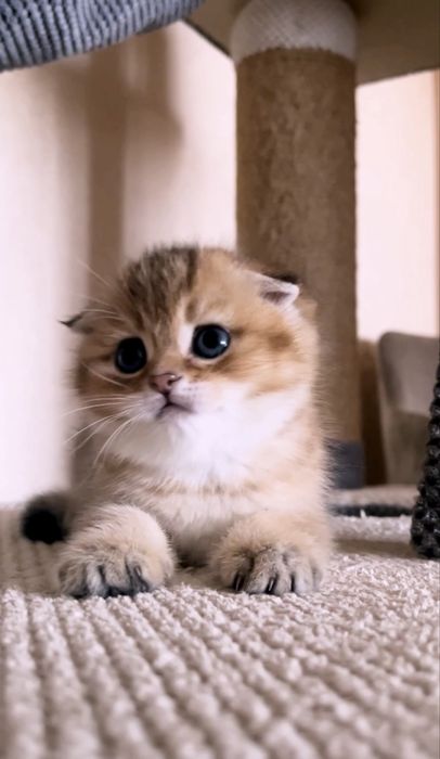Шотландський котик золота шиншила