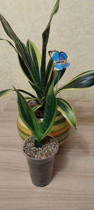 Комнатні квіти різні