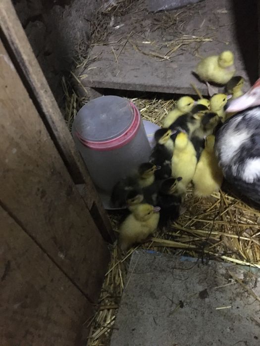 Мускусні каченята німецькоі важкоі селекціі