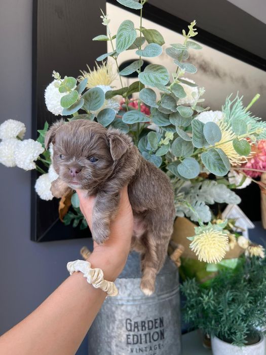 Chihuahua  Lilac de olhos azuis . Menino . Pêlo Longo.  Lindo demais.