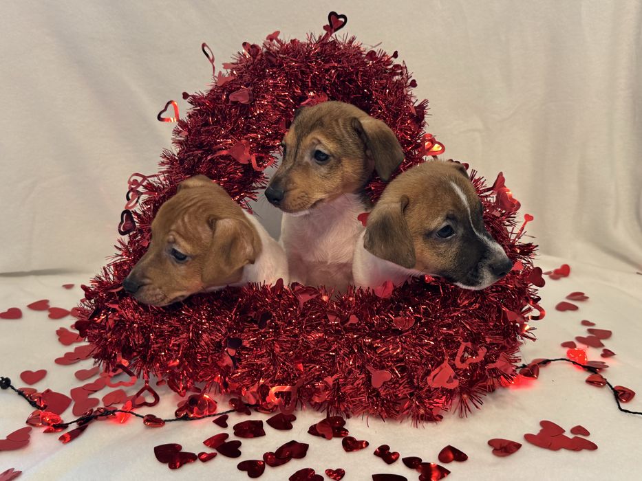 Jack Russell Terrier - CHŁOPCZYK gotowy do odbioru