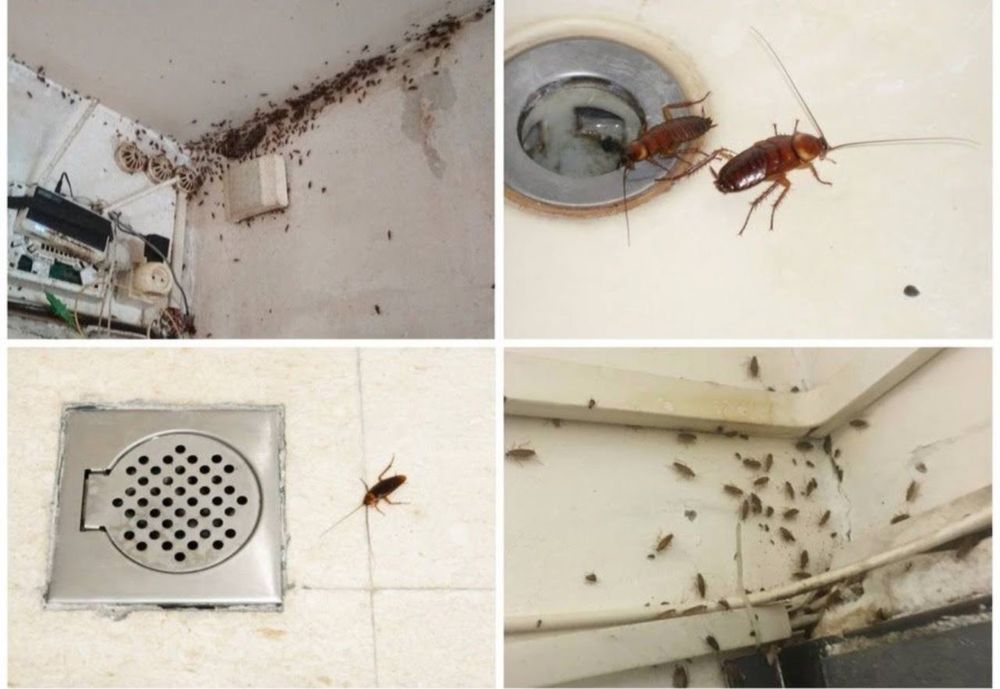 Удаление плесени , дезинфекция , озон , удаление запаха и после пожара