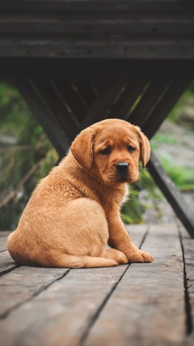 Лабрадор хлопчик