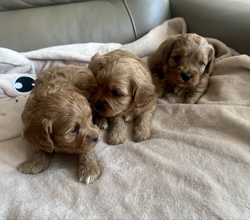 Cavapoo samczyk Cavalier+Pudel Toy