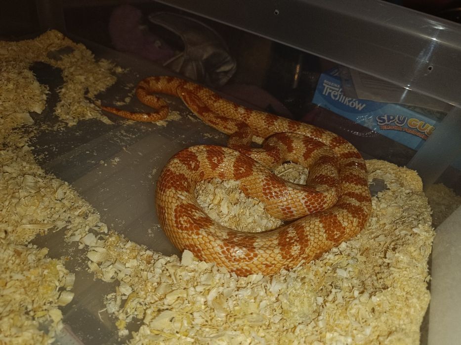 Węże zbożowe wąż