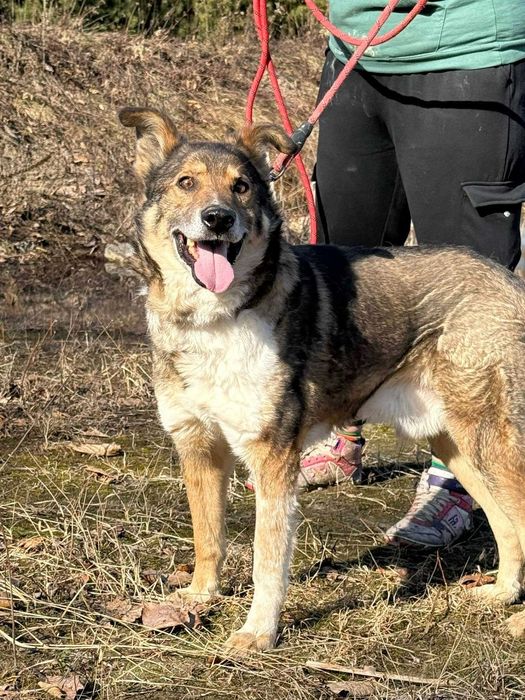 Bezulek- kochany senior do adopcji