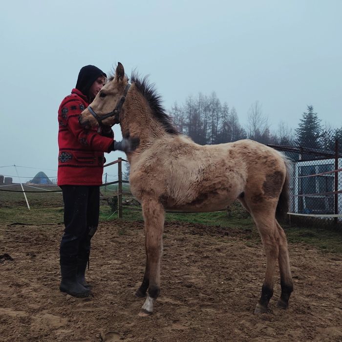 Aqh bułany ogierek Quarab arab izabelowaty