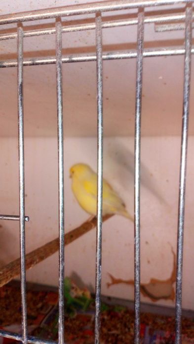 Kanarki klatki 2GR golabki diametowe