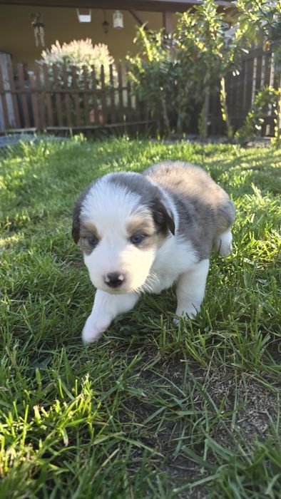Border Collie blue merle