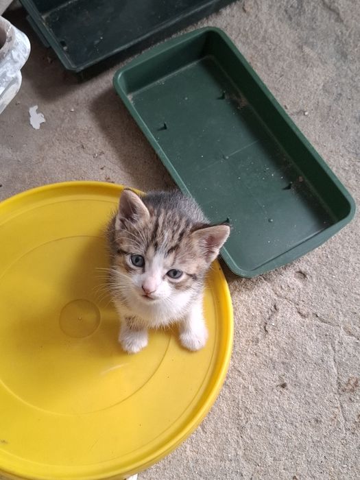 Animais para adopção