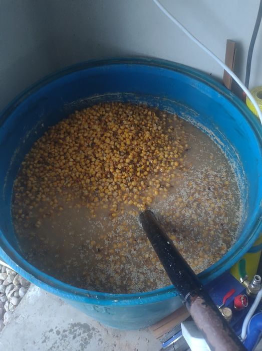 Kukurydza fermentowana na duże karpie