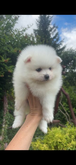 Szpic miniaturowy pomeranian sunia biała