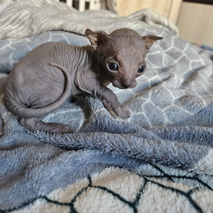 Кошеня Канадського сфінкса