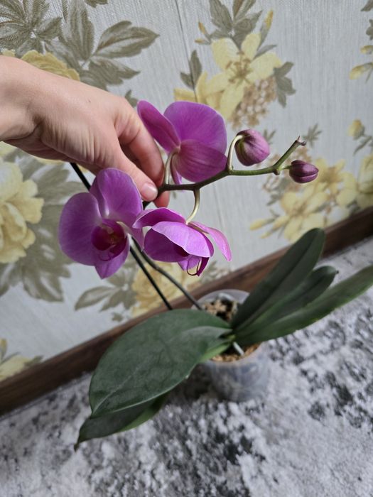 Орхідея, орхідеї