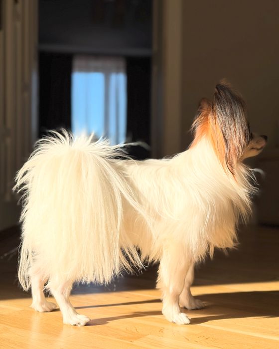 Папільйон, вʼязка